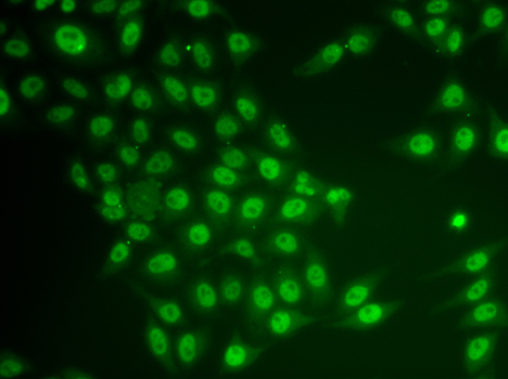 CRY2 Antibody - Immunofluorescence analysis of HeLa cell using CRY2 antibody.