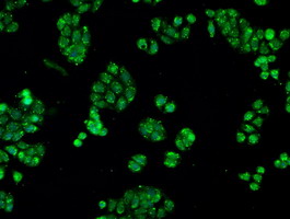 CRYAB / Alpha B Crystallin Antibody - Immunofluorescent staining of HT29 cells using anti-CRYAB mouse monoclonal antibody.