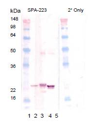 CRYAB / Alpha B Crystallin Antibody - Western blot of SPA-223: Lane 1: MWM, Lane 2: SPP-225 Lane3: SPP-226, Lane4: SPP-227, Lane 5: SPP-235.