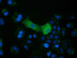 CRYM Antibody - Anti-CRYM mouse monoclonal antibody  immunofluorescent staining of COS7 cells transiently transfected by pCMV6-ENTRY CRYM.