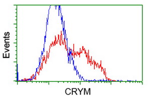 CRYM Antibody - HEK293T cells transfected with either overexpress plasmid (Red) or empty vector control plasmid (Blue) were immunostained by anti-CRYM antibody, and then analyzed by flow cytometry.