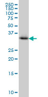 CRYM Antibody - CRYM monoclonal antibody clone 6B3 Western blot of CRYM expression in Jurkat.