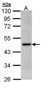 CS / Citrate Synthase Antibody - Sample (30 ug of whole cell lysate). A: Hep G2 . 10% SDS PAGE. CS / Citrate Synthase antibody diluted at 1:1000
