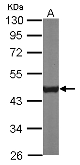 CS / Citrate Synthase Antibody - Sample (50 ug of whole cell lysate). A: Mouse brain. 10% SDS PAGE. CS / Citrate Synthase antibody diluted at 1:1000.