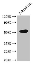 CS / Citrate Synthase Antibody