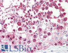 CSE1L Antibody - Anti-CSE1L antibody IHC of human testis. Immunohistochemistry of formalin-fixed, paraffin-embedded tissue after heat-induced antigen retrieval. Antibody dilution 1:100.