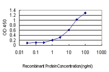 CSE1L Antibody - Detection limit for recombinant GST tagged CSE1L is approximately 0.1 ng/ml as a capture antibody.