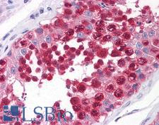 CSE1L Antibody - Anti-CSE1L antibody IHC of human testis. Immunohistochemistry of formalin-fixed, paraffin-embedded tissue after heat-induced antigen retrieval. Antibody concentration 5 ug/ml.