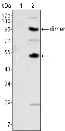CSF1 / MCSF Antibody - Western blot using CSF1 mouse monoclonal antibody against human recombinant CSF2(AA:18-144) (1) and CSF1(AA:33-496) (2).