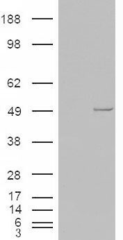 CSNK1E / CK1 Epsilon Antibody - CSNK1E / CK1 Epsilon antibody (1µg/ml) staining of HEK293 cell lysate (35µg protein in RIPA buffer). Detected by chemiluminescence.