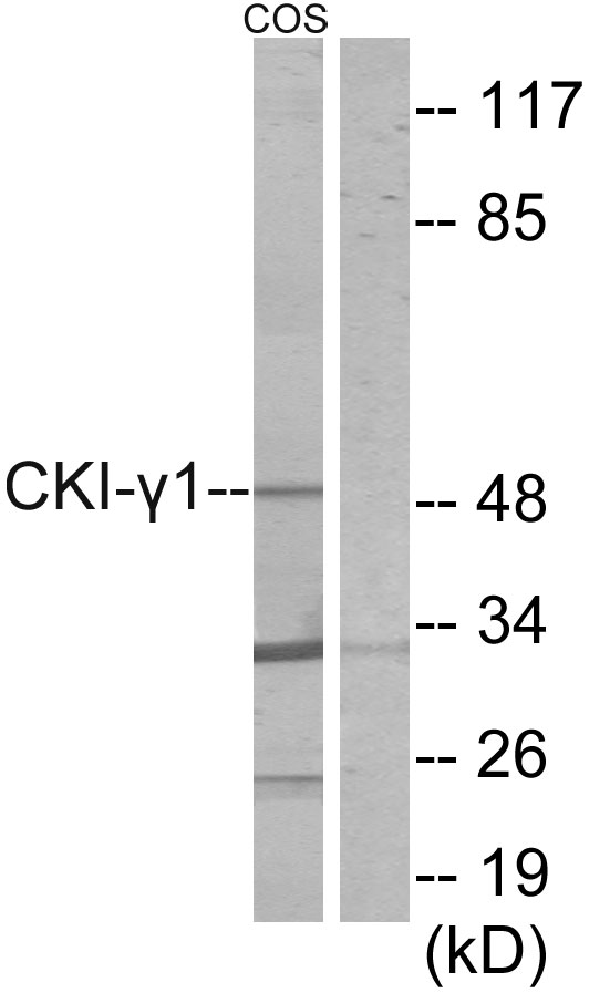CSNK1G1 / CKI-Gamma 1 Antibody - Western blot analysis of lysates from COS7 cells, using CKI-gamma1 Antibody. The lane on the right is blocked with the synthesized peptide.