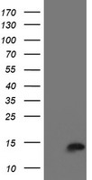 CST3 / Cystatin C Antibody - HEK293T cells were transfected with the pCMV6-ENTRY control (Left lane) or pCMV6-ENTRY CST3 (Right lane) cDNA for 48 hrs and lysed. Equivalent amounts of cell lysates (5 ug per lane) were separated by SDS-PAGE and immunoblotted with anti-CST3.