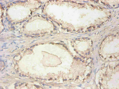 CST3 / Cystatin C Antibody - Immunohistochemical of paraffin-embedded human prostate tissue using CST3 Monoclonal Antibody at dilution of 1:200