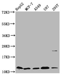 CSTB / Cystatin B / Stefin B Antibody - Western Blot Positive WB detected in: HepG2 whole cell lysate, MCF-7 whole cell lysate, A549 whole cell lysate, U87 whole cell lysate, 293T whole cell lysate All lanes: CSTB antibody at 5.36µg/ml Secondary Goat polyclonal to rabbit IgG at 1/50000 dilution Predicted band size: 112 kDa Observed band size: 112 kDa