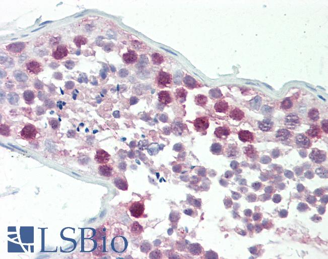 CSTF1 Antibody - Anti-CSTF1 antibody IHC staining of human testis. Immunohistochemistry of formalin-fixed, paraffin-embedded tissue after heat-induced antigen retrieval. Antibody dilution 1:100.