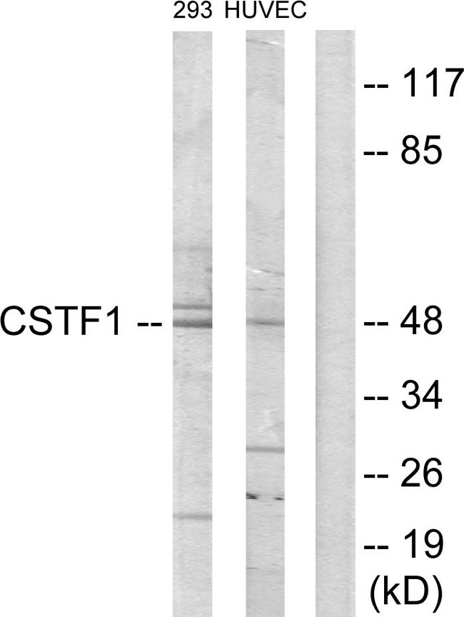 CSTF1 Antibody - Western blot analysis of lysates from HUVEC and 293 cells, using CSTF1 Antibody. The lane on the right is blocked with the synthesized peptide.