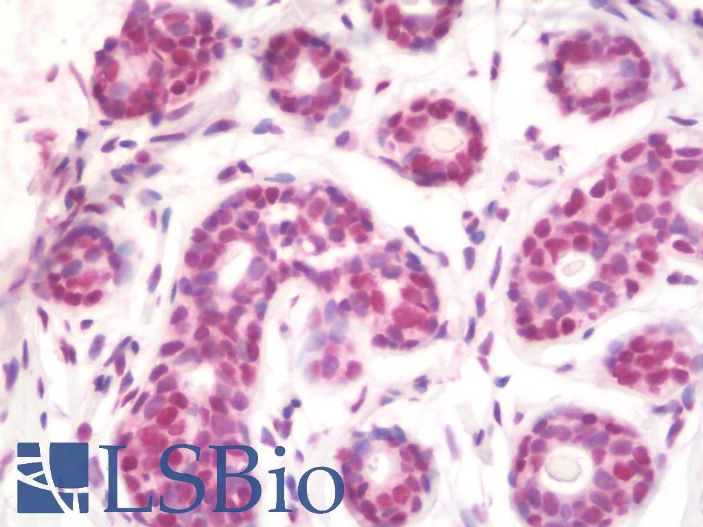 CTBP1 / CTBP Antibody - Anti-CTBP1 / CTBP antibody IHC staining of human breast. Immunohistochemistry of formalin-fixed, paraffin-embedded tissue after heat-induced antigen retrieval. Antibody concentration 10 ug/ml.