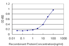 CTBP1 / CTBP Antibody - Detection limit for recombinant GST tagged CTBP1 is approximately 1 ng/ml as a capture antibody.