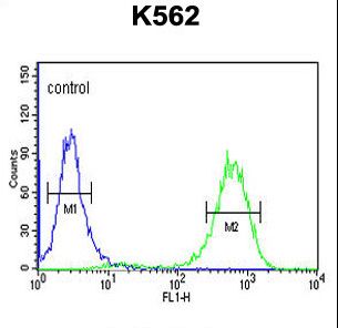 CTC1 Antibody - CQ068 Antibody flow cytometry of K562 cells (right histogram) compared to a negative control cell (left histogram). FITC-conjugated goat-anti-rabbit secondary antibodies were used for the analysis.
