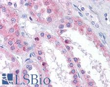 CTMP / THEM4 Antibody - Anti-THEM4 antibody IHC of human kidney. Immunohistochemistry of formalin-fixed, paraffin-embedded tissue after heat-induced antigen retrieval. Antibody concentration 5 ug/ml.