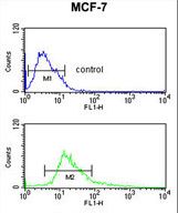 CTNNA1 / Catenin Alpha-1 Antibody - CTNA1 Antibody flow cytometry of MCF-7 cells (bottom histogram) compared to a negative control cell (top histogram). FITC-conjugated goat-anti-rabbit secondary antibodies were used for the analysis.