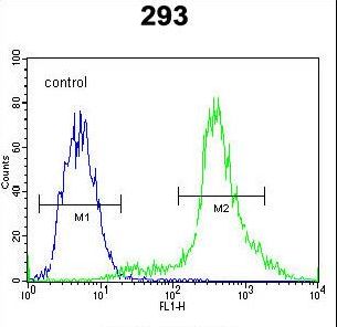 CTNNB1 / Beta Catenin Antibody - CTNNB1 Antibody flow cytometry of 293 cells (right histogram) compared to a negative control cell (left histogram). Alexa Fluor 488-conjugated donkey anti-rabbit lgG secondary antibodies were used for the analysis.