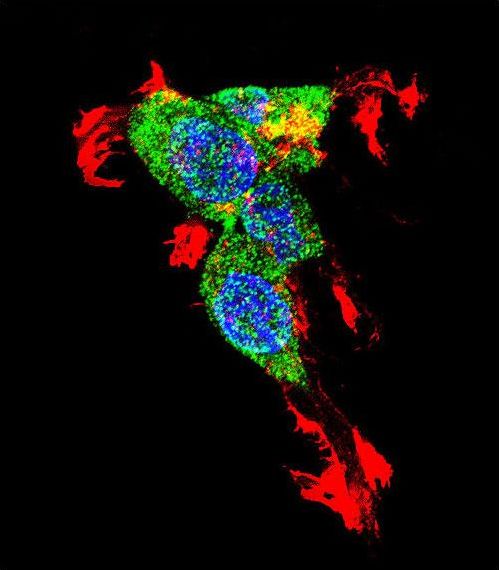 CTNNB1 / Beta Catenin Antibody - Confocal immunofluorescence of CTNNB1 Antibody with 293 cell followed by Alexa Fluor 488-conjugated goat anti-rabbit lgG (green). Actin filaments have been labeled with Alexa Fluor 555 phalloidin (red). DAPI was used to stain the cell nuclear (blue).