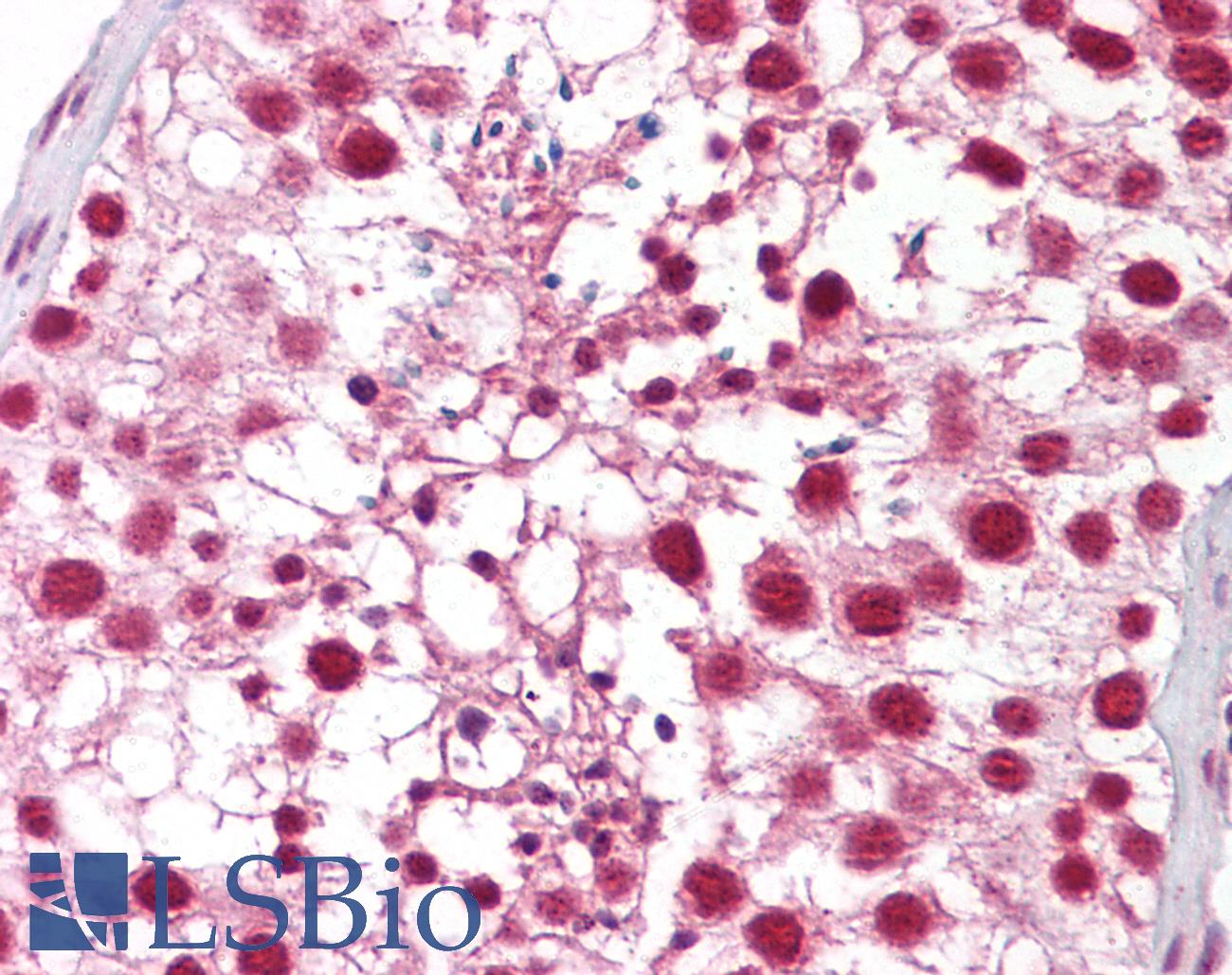 CTNNBL1 / NAP Antibody - Anti-CTNNBL1 antibody IHC of human testis. Immunohistochemistry of formalin-fixed, paraffin-embedded tissue after heat-induced antigen retrieval. Antibody concentration 5 ug/ml.