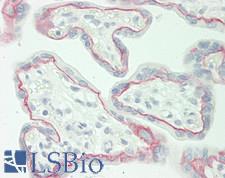 CTNND1 / p120 Catenin Antibody - Human Placenta: Formalin-Fixed, Paraffin-Embedded (FFPE)