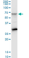 CTNS / Cystinosin Antibody - CTNS monoclonal antibody (M09), clone 5G6. Western Blot analysis of CTNS expression in Raw 264.7.