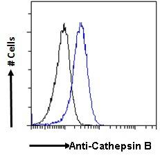 CTSB / Cathepsin B Antibody - Flow cytometric analysis of paraformaldehyde fixed HepG2cells (blue line), permeabilized with 0.5% Triton. Primary incubation overnight (10ug/ml) followed by Alexa Fluor 488 secondary antibody (1ug/ml). IgG control: Unimmunized goat IgG (black line) followed by Alexa Fluor 488 secondary antibody.