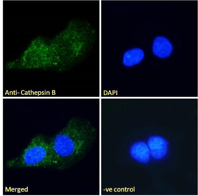 CTSB / Cathepsin B Antibody - Immunofluorescence analysis of paraformaldehyde fixed U2OS cells, permeabilized with 0.15% Triton. Primary incubation 1hr (10ug/ml) followed by Alexa Fluor 488 secondary antibody (2ug/ml), showing vesicle/cytoplasmic staining. The nuclear stain is DAPI (blue). Negative control: Unimmunized goat IgG (10ug/ml) followed by Alexa Fluor 488 secondary antibody (2ug/ml).