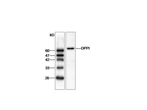 CTSC / Cathepsin C / JP Antibody