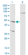 CTSD / Cathepsin D Antibody - Western blot of CTSD expression in transfected 293T cell line by CTSD antibody. Lane 1: CTSD transfected lysate (Predicted MW: 44.6 KDa). Lane 2: Non-transfected lysate.