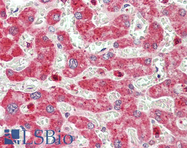 CTSF / Cathepsin F Antibody - Anti-CTSF / Cathepsin F antibody IHC staining of human liver. Immunohistochemistry of formalin-fixed, paraffin-embedded tissue after heat-induced antigen retrieval. Antibody concentration 20 ug/ml. This image was taken for the unconjugated form of this product. Other forms have not been tested.