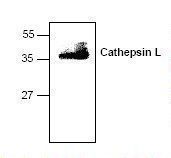 CTSL / Cathepsin L Antibody - Western blot of Cathepsin L antibody.