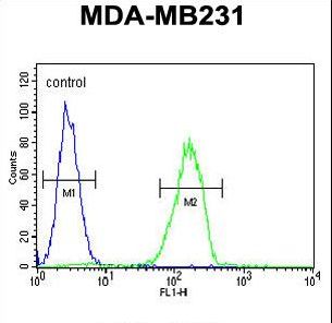 CTSS / Cathepsin S Antibody - CTSS Antibody flow cytometry of MDA-MB231 cells (right histogram) compared to a negative control cell (left histogram). FITC-conjugated goat-anti-rabbit secondary antibodies were used for the analysis.