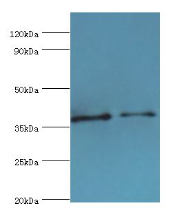 CTSV / Cathepsin V Antibody - Western blot. All lanes: CTSV antibody at 12 ug/ml. Lane 1: Jurkat whole cell lysate. Lane 2: MCF-7 whole cell lysate. Secondary antibody: Goat polyclonal to rabbit at 1:10000 dilution. Predicted band size: 37 kDa. Observed band size: 37 kDa.