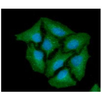 CTSZ / Cathepsin Z Antibody - ICC/IF analysis of CTSZ in HeLa cells line, stained with DAPI (Blue) for nucleus staining and monoclonal anti-human CTSZ antibody (1:100) with goat anti-mouse IgG-Alexa fluor 488 conjugate (Green).