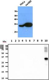 CTSZ / Cathepsin Z Antibody - The cell lysates of HeLa (40ug) and SW480 (40ug) were resolved by SDS-PAGE, transferred to PVDF membrane and probed with anti-human CTSZ antibody (1:1000). Proteins were visualized using a goat anti-mouse secondary antibody conjugated to HRP and an ECL detection system. The recombinant proteins (20ng) were resolved by SDS-PAGE, transferred to PVDF membrane and probed with anti-human CTSZ antibody (1:1000). Proteins were visualized using a goat anti-mouse secondary antibody conjugated to HRP and an ECL detection system. Lane 1. : Recombinant Human CTSB Lane 2. : Recombinant Human CTSD Lane 3. : Recombinant Human CTSE Lane 4. : Recombinant Human CTSF Lane 5. : Recombinant Human CTSH Lane 6. : Recombinant Human CTSK Lane 7. : Recombinant Human CTSL Lane 8. : Recombinant Human CTSS Lane 9. : Recombinant Human CTSW Lane 10. : Recombinant Human CTSZ