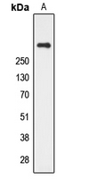 CUBN / Cubilin Antibody - Western blot analysis of CUBN expression in human kidney (A) whole cell lysates.