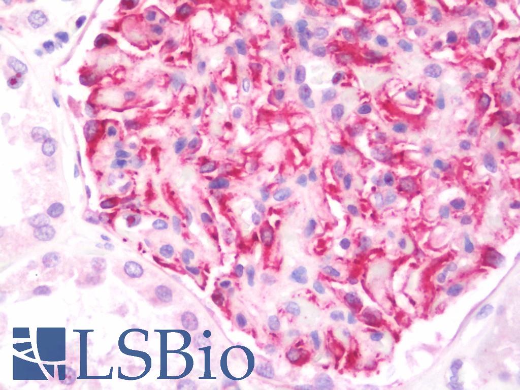 CUEDC2 Antibody - Anti-CUEDC2 antibody IHC staining of human kidney. Immunohistochemistry of formalin-fixed, paraffin-embedded tissue after heat-induced antigen retrieval. Antibody dilution 1:75.