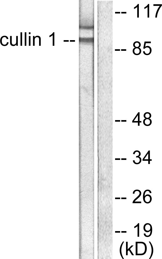 CUL1 / Cullin 1 Antibody - Western blot analysis of lysates from HeLa cells, using Cullin 1 Antibody. The lane on the right is blocked with the synthesized peptide.