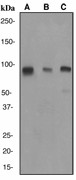 CUL1 / Cullin 1 Antibody - Western blot analysis on (A) 293T, (B) A549 and (C) T47D cell lysates using anti-CUL1 antibody, dilution 1:2000.