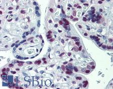 CUL9 / Cullin 9 Antibody - Anti-CUL9 / Cullin 9 antibody IHC of human placenta. Immunohistochemistry of formalin-fixed, paraffin-embedded tissue after heat-induced antigen retrieval. Antibody concentration 10 ug/ml.