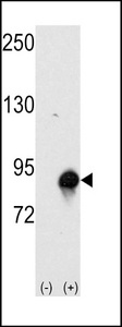Cullin 4A / CUL4A Antibody - Western blot of CUL4a (arrow) using rabbit polyclonal CUL4a Antibody (Human N-term). 293 cell lysates (2 ug/lane) either nontransfected (Lane 1) or transiently transfected with the CUL4a gene (Lane 2) (Origene Technologies).