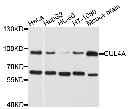 Cullin 4A / CUL4A Antibody - Western blot analysis of extracts of various cells.