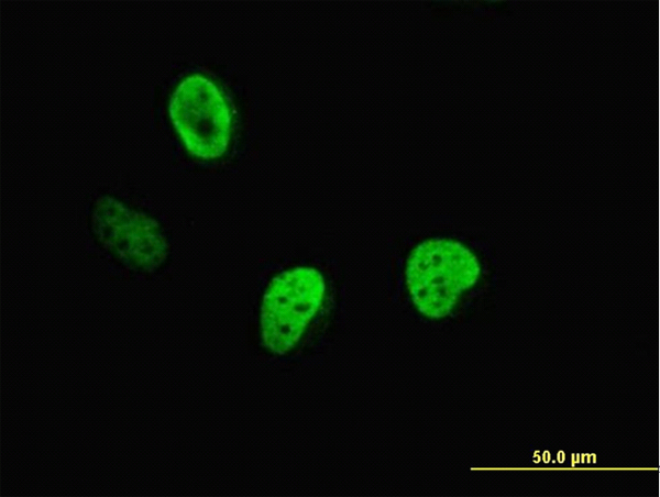 CUX1 / CASP Antibody - Immunofluorescence of monoclonal antibody to CUTL1 on HeLa cell (antibody concentration 10 ug/ml).