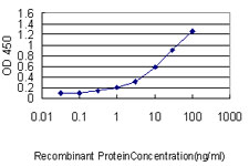 CUX1 / CASP Antibody - Detection limit for recombinant GST tagged CUTL1 is approximately 0.03 ng/ml as a capture antibody.