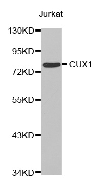 CUX1 / CASP Antibody - Western blot analysis of extracts of Jurkat cell line, using CUX1 antibody.